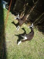 139'948) - Zwei Zwergziegen am 23.