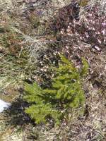 (159'918) - Erika + Rott�nnchen am 12.