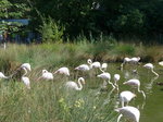 (174'410) - Flamingos am 28.