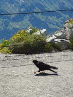 (134'452) - Eine Bergdohle auf dem Stockhorn am 26.
