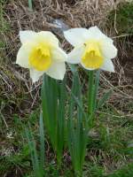 (161'036) - Aprilglocken am 25.