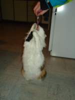 (132'601) - Katze Fortuna macht Frauchen am 10.