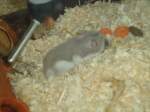 (132'776) - H�mi, der Hamster beim Fressen am 8.