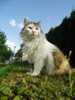 (140'967) - Katze Fortuna am 27.