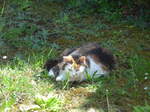 (180'142) - Katze Fortuna geniesst den Fr�hling am 15.