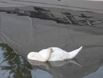 (208'631) - Schlafender Schwan am 10.
