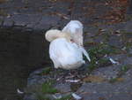 (208'632) - Sich reinigender Schwan am 10.