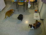 (213'281) - Kater Momo und Shaggy und Katze Nimerya begutachten sich am 2.