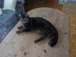 (214'091) - Kater Shaggy auf dem Salontisch am 2.