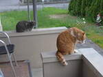 (225'625) - Katze Zana und Kater Momo am 26.