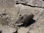 (164'337) - Wildschwein am 31.