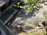 (164'359) - F�tterung der Wildschweine am 31.