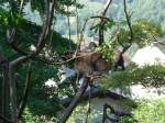 (164'361) - Ein Waschb�r auf dem Baum am 31. August 2015 im Tierpark Goldau