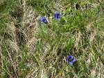(145'940) - Enzianen am Gotthardpass am 20.