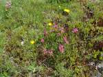 (145'947) - Alpenflora am Gotthardpass am 20.