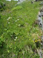 (145'956) - Alpenflora am Gotthardpass am 20.