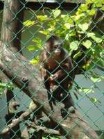 (145'749) - Affe im ZOO von Servion am 16.