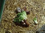 (145'782) - F�tterung der Meerschweinchen im ZOO von Servion am 16.