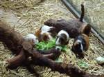 (145'783) - F�tterung der Meerschweinchen im ZOO von Servion am 16.
