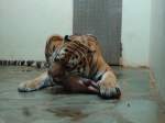 (145'786) - Tigerf�tterung im ZOO von Servion am 16. Juli 2013