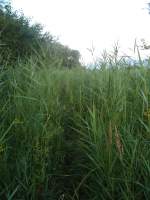 (140'915) - Schmaler Weg durch das Schilf am 27.