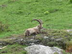 (236'211) - Steinbock am 26. Mai 2022 am Nufenenpass