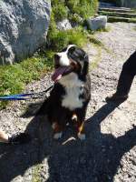 (134'434) - H�ndin Goya auf dem Stockhorn am 26.