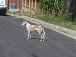 (211'895) - Hund auf der Strasse am 21. November 2019 in La Cruz