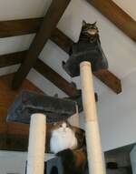 (248'356) - Kater Shaggy + Katze Nimerya am 11.