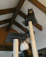 (248'357) - Kater Shaggy + Katze Nimerya am 11.