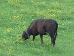 (192'980) - Rind bei der Lueg am 11.