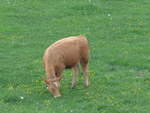 (192'981) - Rind bei der Lueg am 11.