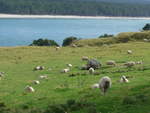 (190'674) - Schafe am Mount Maunganui am 21.