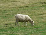 (190'675) - Schaf am Mount Maunganui am 21.