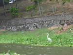 (212'131) - Weisser Vogel am Ufer des Nicaraguasees am 22.