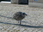 (254'665) - Vogel am 2. September 2023 in Kloster