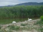 (140'701) - Schwanenfamilie am Strand bei Yvonand am 20.