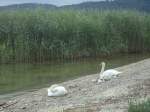 (140'702) - Schwanenfamilie am Strand bei Yvonand am 20.