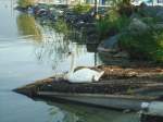 (140'846) - Schwan mit Jungen im Hafen von Yvonand am 25.