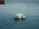 (140'847) - Schwan im Hafenvon Yvonand am 25.