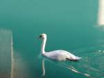 (166'591) - Ein Schwan am 8.