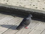(191'915) - Taube am Strand von Auckland am 30.
