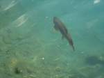 (146'221) - Forelle im Blausee am 4.
