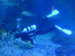 (190'441) - Im Sea Life mit zwei Tauchern am 19.