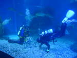 (190'442) - Im Sea Life mit zwei Tauchern am 19.