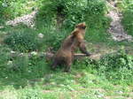 (181'563) - B�r im Jurapark am 25.