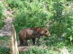 (181'565) - B�r im Jurapark am 25.