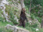 (181'584) - B�r im Jurapark am 25.