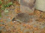 (147'516) - Zutraulicher Igel am 14.