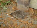 (147'517) - Zutraulicher Igel am 14.